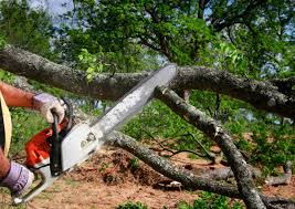 Best Storm Damage Tree Cleanup  in Wilder, ID